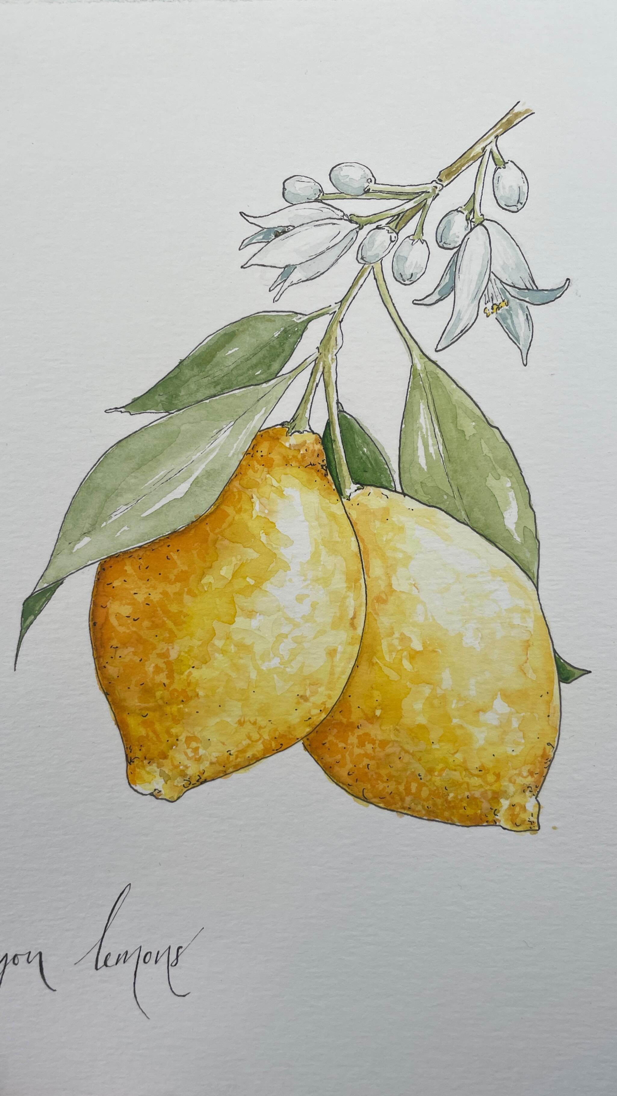 Illustrating some lemons in watercolour and ink for the lemon semi bespoke stationery suite. 💛 The zestiest wedding invites around 🍋💌
#lemons #watercolor #painting #illustration #weddingstationery #weddinginvitations #italianwedding #mediterraneanwedding #handpainted