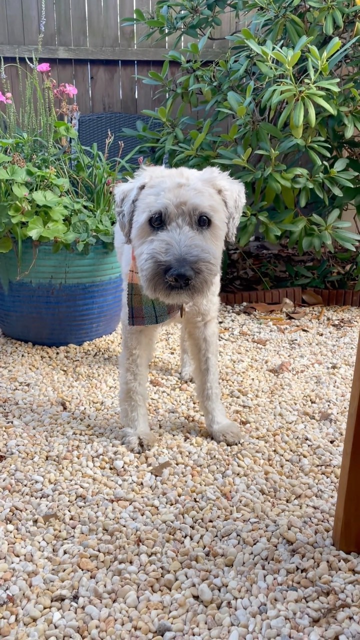 ✨Millie✨ 14 year old puppy♥️