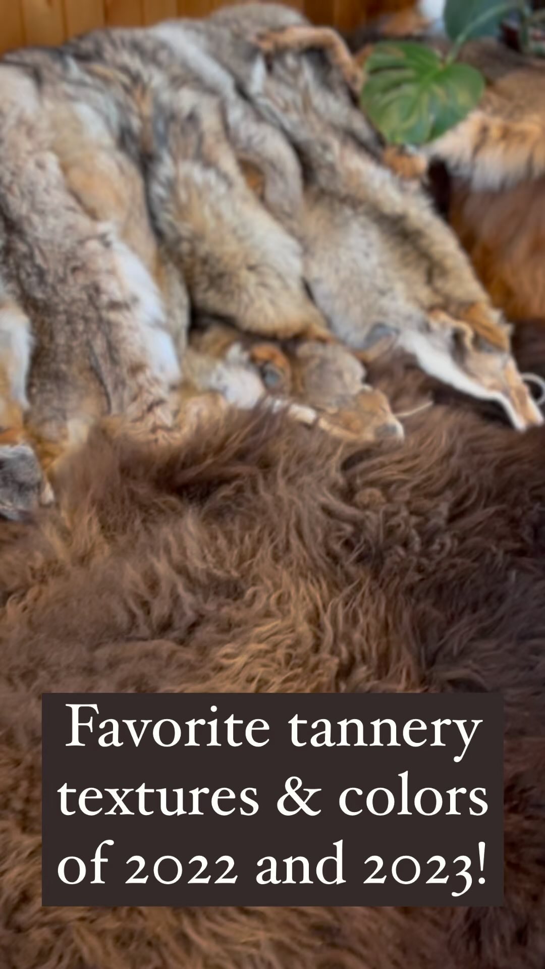Fun with colors and textures at the tannery!
#oregoncrafts #sustainabletanning #wildcrafting #furtanning #naturalfur #northwesttanning