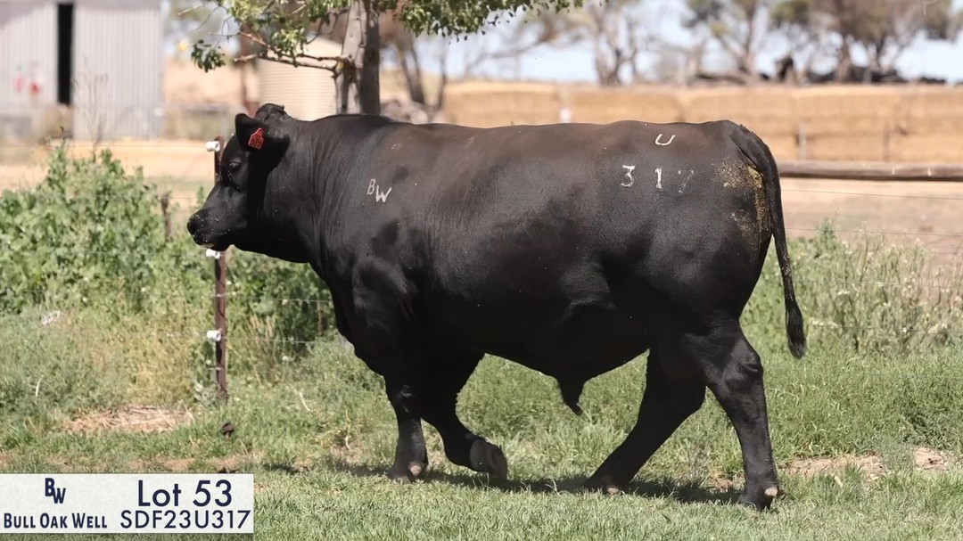 Lot 53-Bull Oak Well Eyes On You U317-SDF23U317.
How's this for a bull at lot 53 in our sale!!
U317 is the youngest bull in the sale and was purchased in utero at the Prime Dispersal. A real stud sire prospect here. He is dopey quiet, has perfect feet and has that X factor that makes you look twice. He is already creating interest so be sure to come and inspect him at our field day this Monday.
U317 is Archie's pick bull this year!
U317 was used over stud cows in Spring 2024.
We are still waiting for his updated ebv's to be uploaded after being genomics tested but will have them before the bull sale.