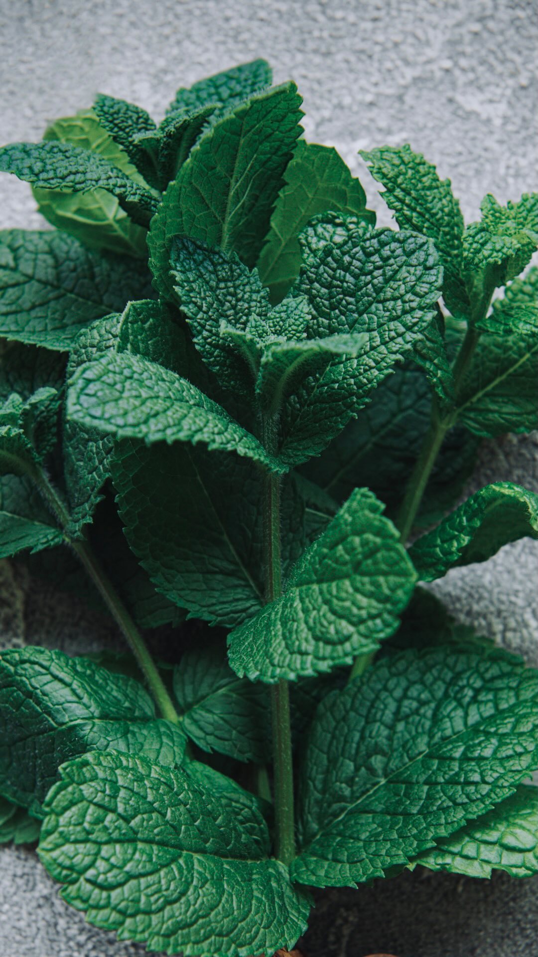 Melbourne it is HOT today 🔥
Instead of reaching for icey cold water which temporarily provides relief on these hot days but can actually impair your digestive system long term….have you thought about trying FRESH MINT water or tea instead?
In Chinese Medicine it is thought that Mint can help cool naturally and remove heat from the body because as a herb it is energetically ‘cool’ in temperature whilst also keeping you hydrated on these summer days.
Simply brew a pot of fresh mint tea leaves and let steep for a few minutes or add the mint leaves to room temperature water.
Share and follow for more ✨
Have you used Chinese Medicine Mint Tea before to cool down naturally?
Glow Acupuncture & Chinese Medicine 106 Canterbury Rd Middle Park VIC 3206
#minttea🍃 #chineseherbs #chineseherbalist #cooldowntime #beatthesummerheat #holistictips #mindfullivingtips #wellnesstips #acupuncturist #naturalhealthtips #summervibes #mintwater #healthcoachtips #plantbasedcooking #glowacupuncture #naturalteas