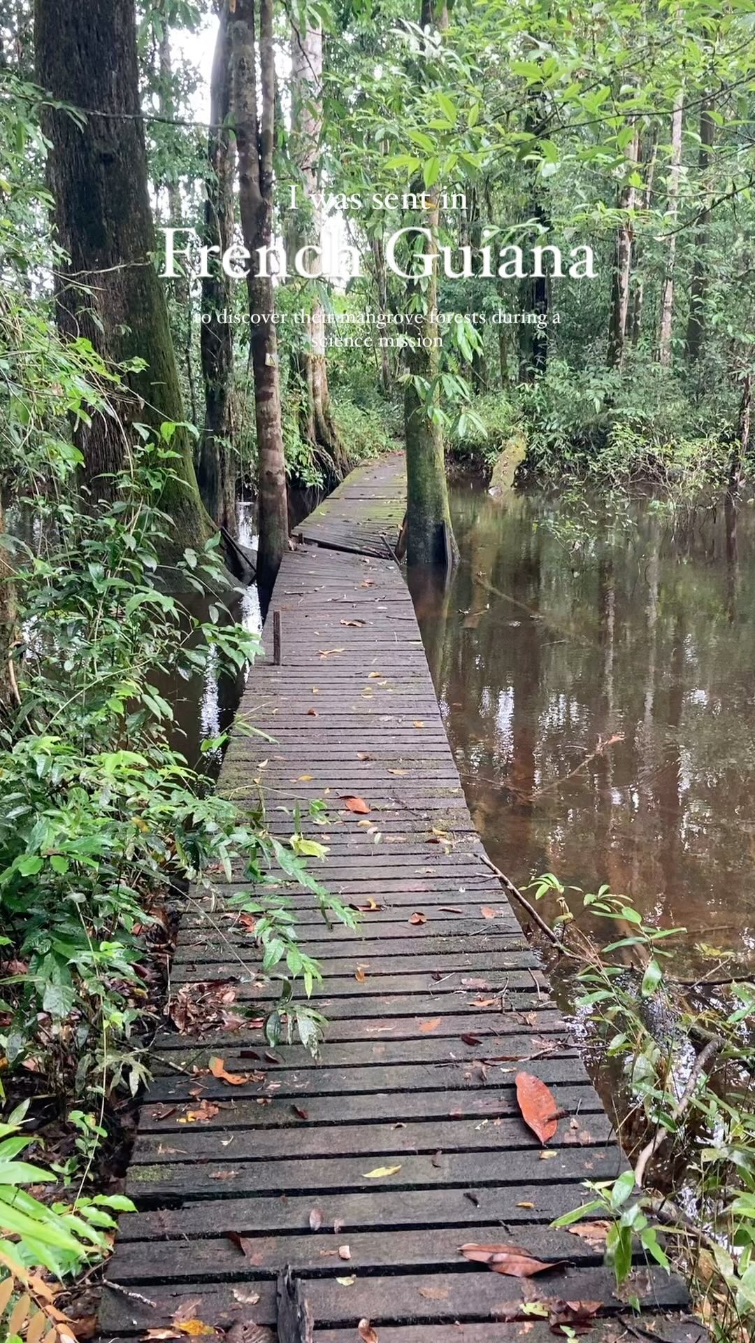 Two months ago, I was extremely lucky to be sent in French Guiana by the @cnrs to join a science mission and discover the beautiful mangroves there 🌳🌊
We aim to create an exhibition about mangroves that will be given to schools in Guiana and Guadeloupe for children education, using drawings actually made by the children themselves (it’s gonna be amazing hehe) 💚
This all experience was absolutely mind blowing, I cannot thanks my team enough for this incredible opportunity and for making my children dream of visiting Amazonian rainforest REAL 🥲🌈
Many thanks everyone 💙
It happened really fast, I hope I’ll go back there again in the future, French Guiana is definitely a place I’ll never forget 💚
___________________________________
#frenchguiana #guyane #guyanefrancaise #amazonia #amazonianforest #amazonie #parcamazoniendeguyane #mangrove #mangroveforest #mangle #oyapock #oiapoque #cayenne #sciencemission #exploration #ecologie #sciencecommunication #sciencemission #scicomm #scicom #popscience #sciencepopularization #scienceexhibition #expositionscientifique
