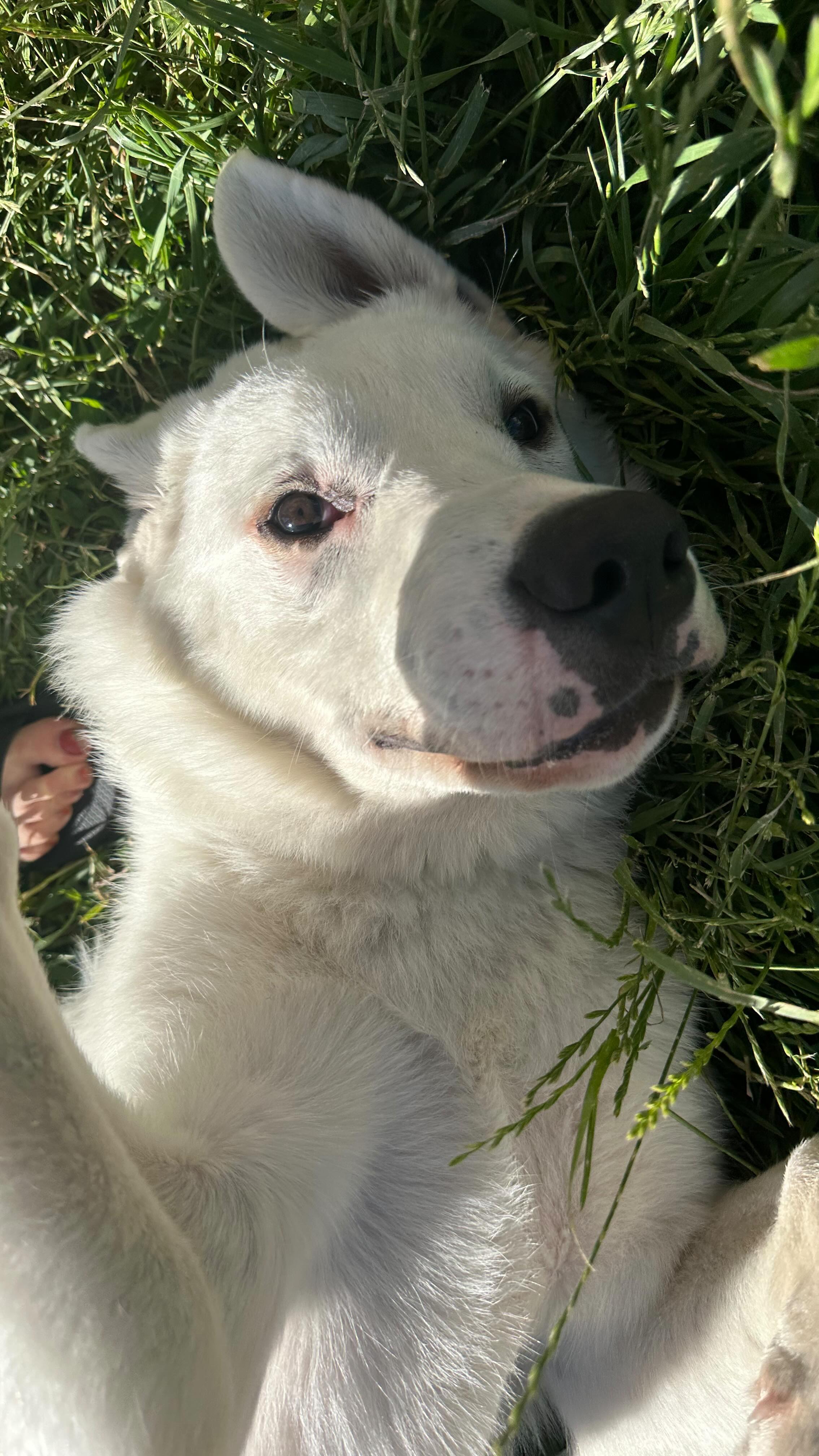 Why hide in the basement like your brother when you can give em a piece of your mind. Oqui wonāt abandon post so we make sure he has company, music, treats, and whatever else he needs while the booms go boom. Also why is this a thing. šš¼ š„
Anyone elseās dog on team no-boom?