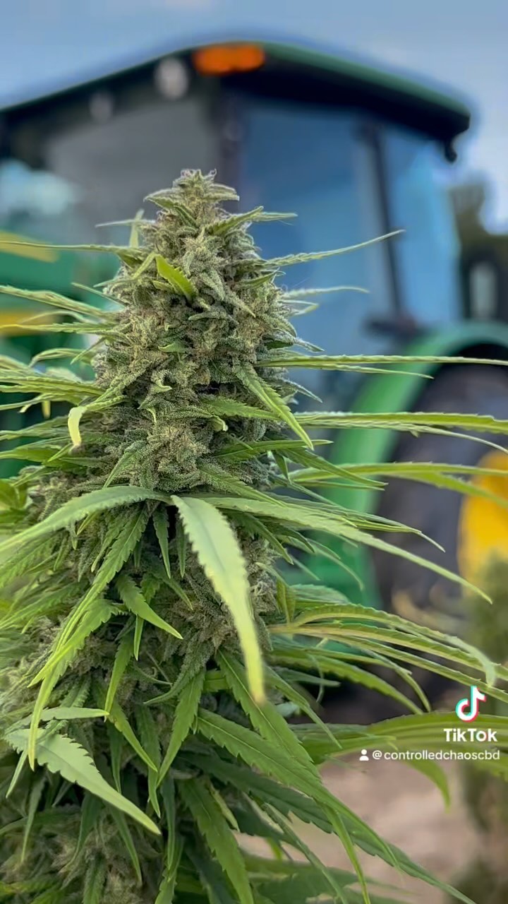 It’s harvest season! 🚜🌳