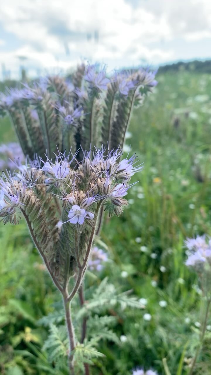 A minute in the #Phacelia with #aamoog — the #bees!
#waabigwaniin #waabigwan #flowers #farm #pollinators #nativebees