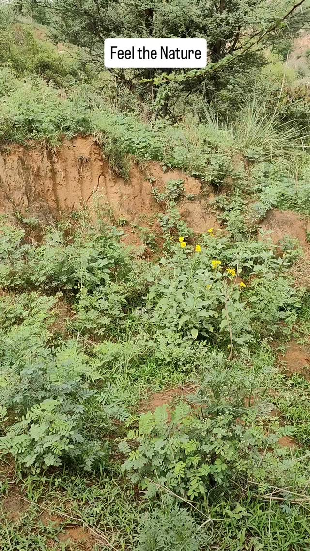 Feel the Nature
#nature #gardening #plantlovers #growbags #vermicompost #neemkhali #growbaggardening #ecofriendly