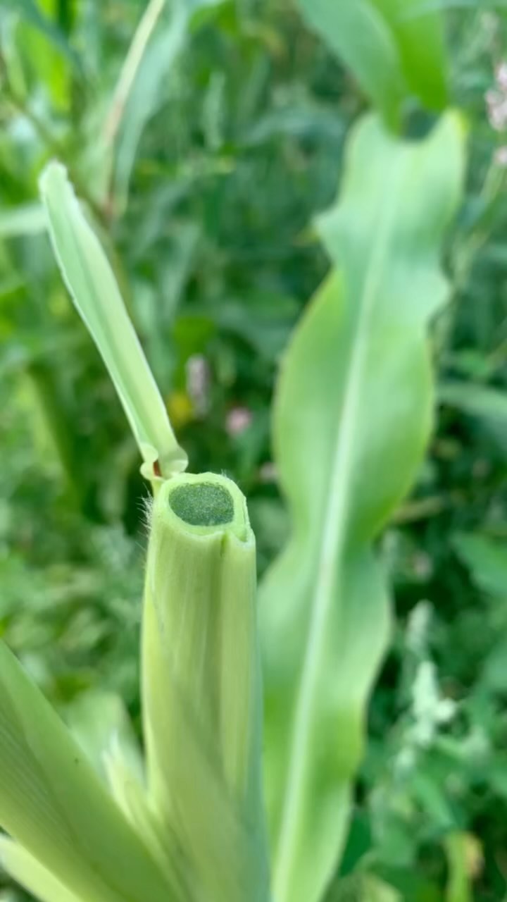 Wild right? I clipped and bagged these #corn silks at 2 pm today or thereabouts. This is 7 hours of #cornsilk growth! 🤩 I’m bagging the tassels now and will #handpolljnate in the morning. I’m not really concerned about isolating here, but have fewer corn #plants this year than I hoped so am using hand #pollination as a sort of security measure.
#mandaamin #bugsareout #seedkeeping #seeds #miinikaanan #michigan #greatlakesgrown