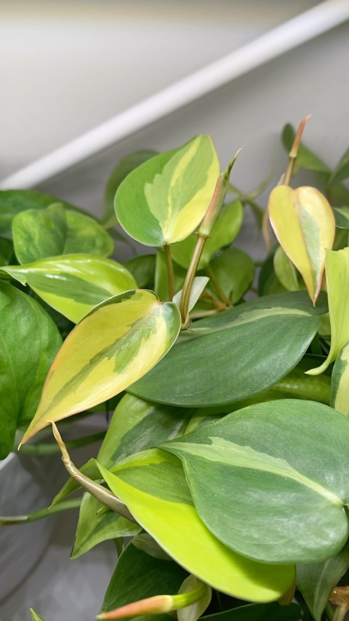I feel like this is my most posted plant 😅 Philodendron Carnival 🥳
I’m curious, what’s the plant your post more than any others? 🧐
If you’re curious about more info on this guy I have some posts saved in the guide section 😊
#philodendroncarnival #philodendroncarnivalsport #philodendronbrasilcarnival #hederaceumcarnival #hederaceum