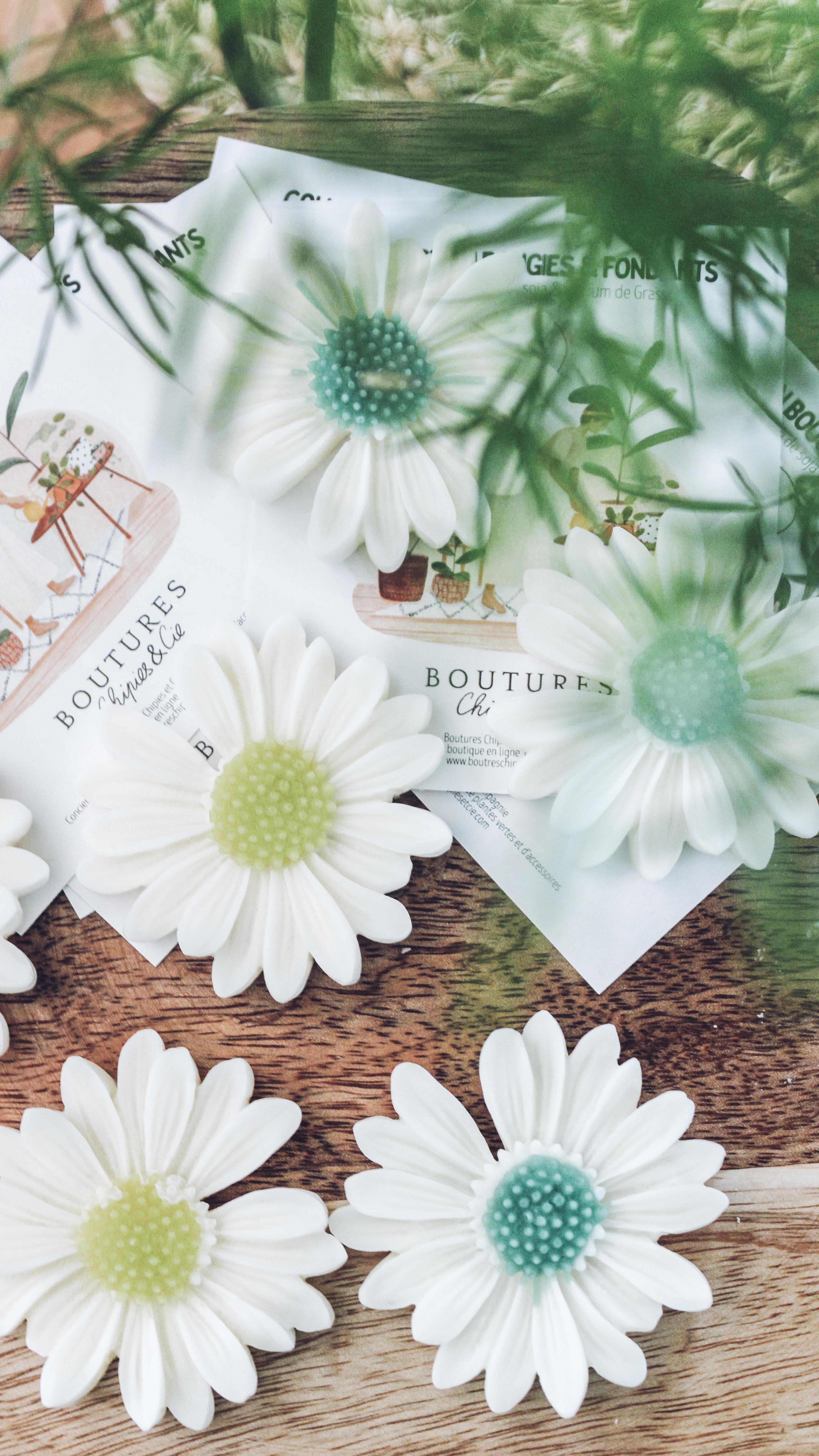 Un grand merci Amélie pour ta confiance et d'avoir accepté d'exposer ces petites nouveautés chez toi. Ça a été un bonheur de pouvoir parfumer ta jolie boutique et de ravir tes clientes en même temps 🫶🏽
.
Pour cette première livraison, Amélie a choisi les parfums : abricot/romarin, tonka, rose ancienne et fleur de tiaré. Dites-moi en commentaires le parfum qui vous inspire le plus🌸☺️
🎥 : @peachgreenandterracotta
.
#conceptstore #bougiesartisanales #plnts #plantstagram #smallbusiness #waxmelts #waxflowers #plantbased #fondantsparfumés #plantsplants #fabricationartisanale #plantslover #fabricationfrancaise #plantsandcandles #candlesofinstagram