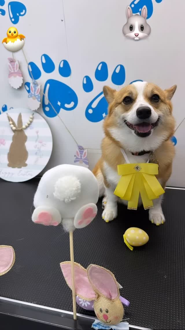 Hello everyone! ๐ถ I hope everyone had a wonderful time with family and friends ๐ Happy Easter!!๐ฐ๐ฃ๐
#818valley #sanfernandovalleydogs #lovedogs #doggrooming #fluffypawsgrooming #sanfernandovalley #cutedogs #grooming #womeninbusiness #818 #mobiledoggrooming #mobilegrooming
