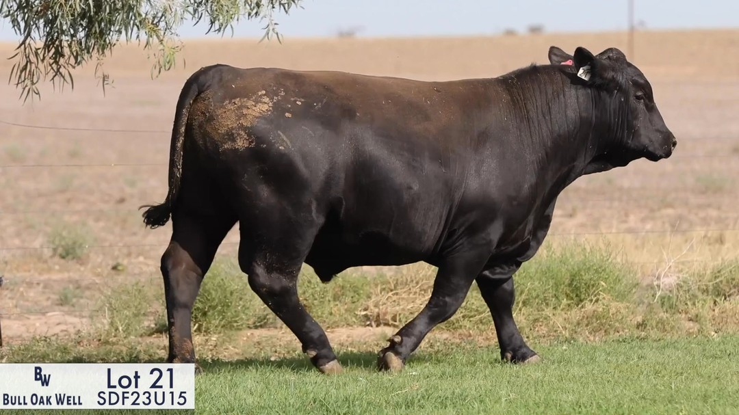Lot 21-Bull Oak Well Rafter U15-SDF23U15
At cataloguing someone described U15 as balanced, they hit the nail on the head!
He's a great long sire out of a hard-working Nobleman daughter, S9, who is a first calving heifer.
Top 4% for docility +41 and top 5% for EMA at a big +12.5
Bull sale Monday 17th Feb at 1pm (sa time)