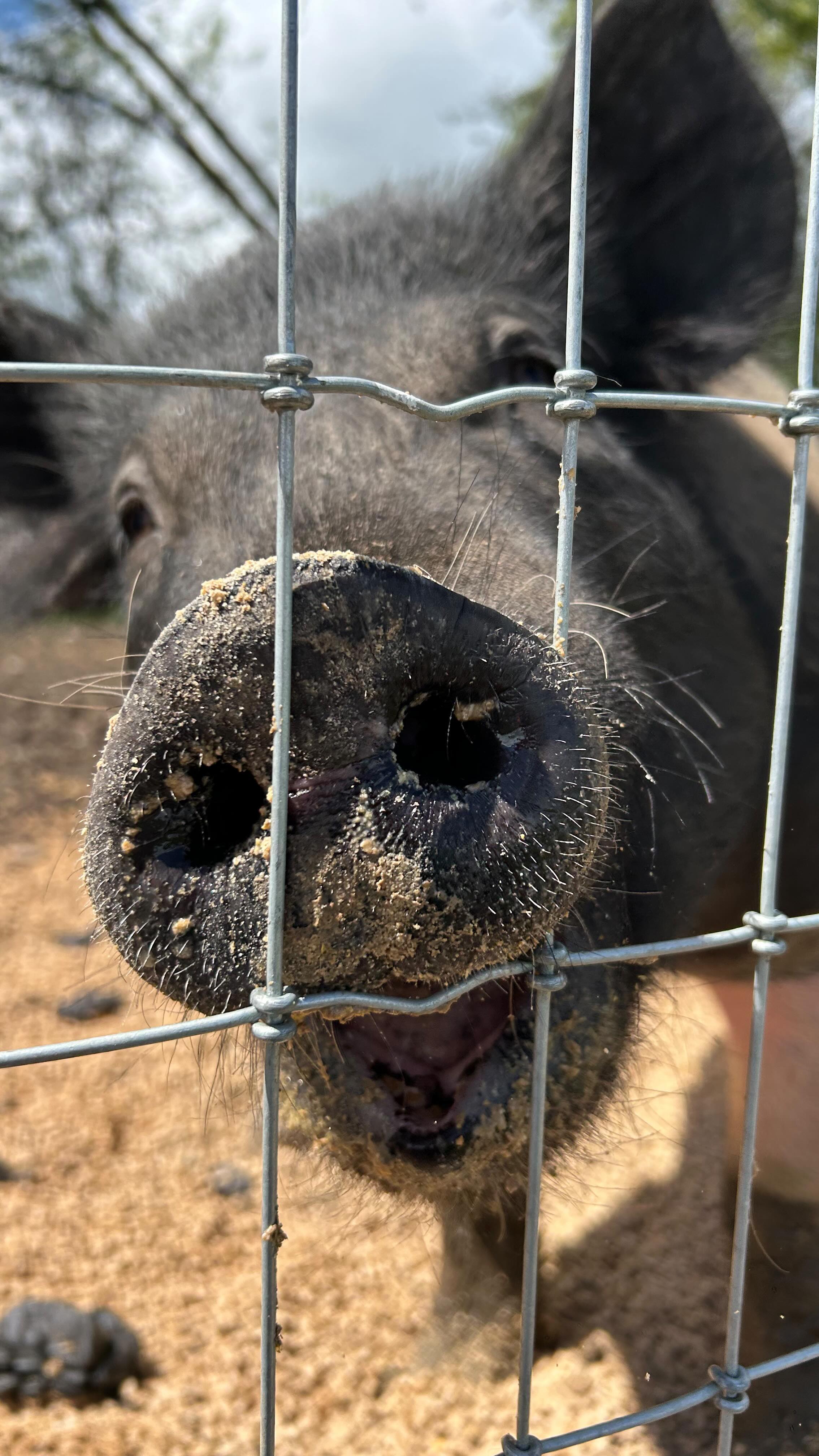 Watch our 3 little pigs grow up on Cascade hog grower! 🐷 A new addition to our product line, we are happy to announce that we offer hog grower feed, and it can be found at any Wilco or Cascade Farm & Outdoor location near you.
Click the link to order!
https://www.farmstore.com/product/cascade-feed-16-hog-grower-pellet-50-lb/
#pnw #pnwcattle #smallbusiness #localbusiness #farmandranch #oregonag