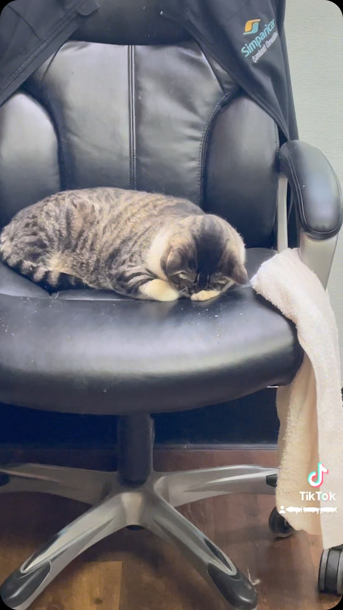It’s a tough job managing a Veterinary Hospital, but the cats do it best 🤍 #cliniccats #theyruntheshow