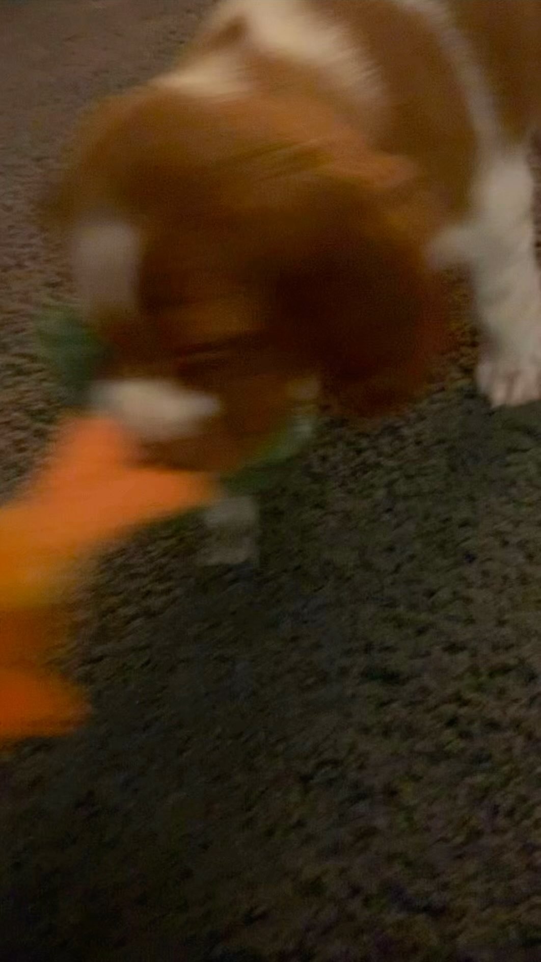 They grow up so quick
#upland #gundog #americanbrittany #ruff #fieldarmor