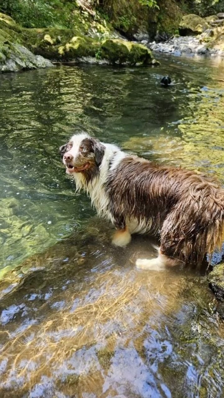 🐾✨ Adventure Day was a blast!! Our pups had an amazing time exploring, swimming, and splashing around!! 🌊🐶 #lastfriday #latepost #dogadventures #puddletownhounds #doglife #swimminghole #galescreek