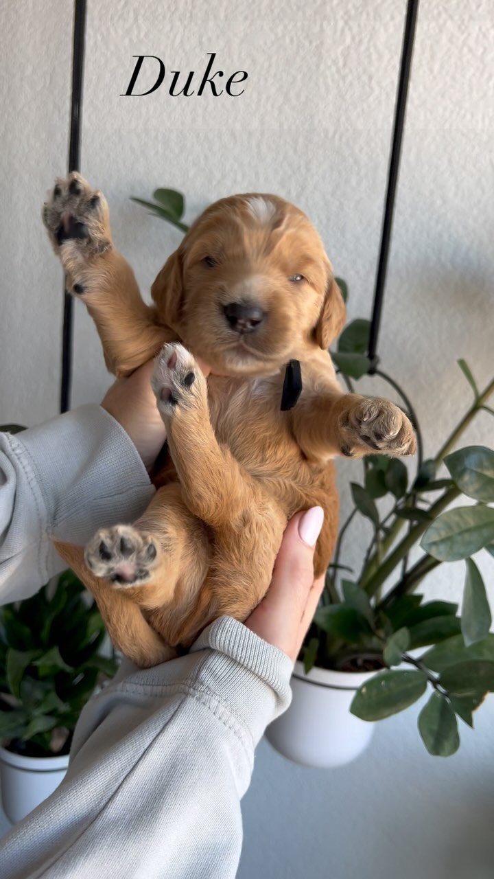 These sweet babies turned 2 weeks old this past week 🧸
This is a big week for these little ones when their eyes open and ends with them being able to walk, see, bark, and use the restroom on their own!
We currently have 1 female and 1 male spot available on our waitlist. This will be our final litter of standard goldendoodles. Go home June 29th. If interested please fill out our application located in our bio.