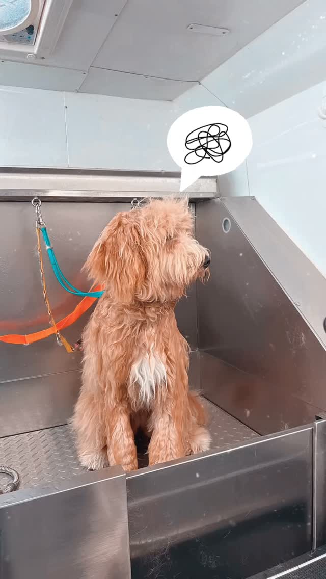 From shaggy to snazzy! ๐พ Before his grooming session, our model was rocking the wild, adventurous look โ full of fluff and personality. After a little trim, a warm bath, and some pampering, heโs now looking fresh, clean, and ready to strut his stuff! โ๏ธโจ Thereโs nothing like a good haircut to bring out the charm in every pup. 
  Weโre grateful for the chance to make your pup look and feel amazing!