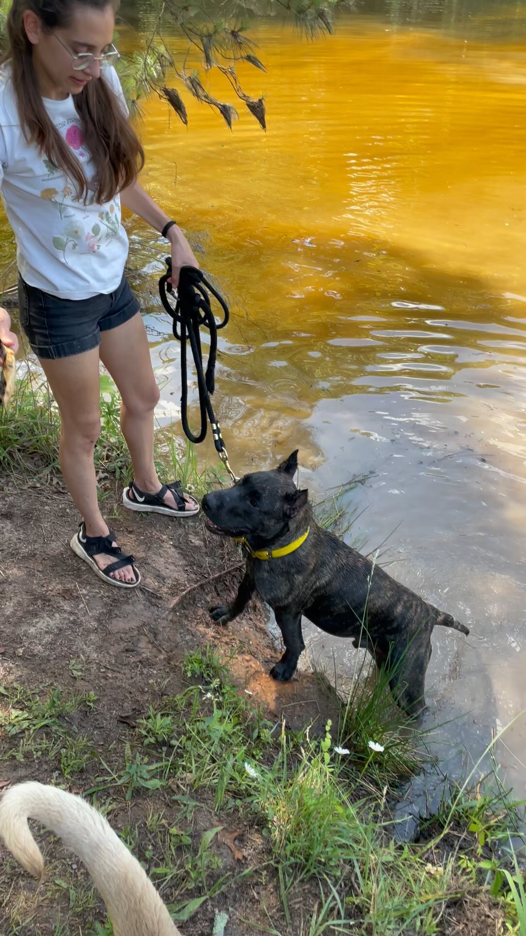 Lil fat man finally learned how to swim. This is a real they grow up so fast moment 🥲😂 #kingscourtkennel👑 #presacanario #presapuppy #swimmingdog #dogoftheday