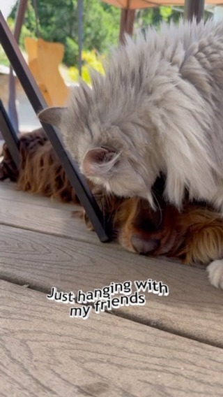 Wilhelm insists on being friends with EVERYONE!
#siberiancat
#englishcockerspaniel
#dogandcatfriends