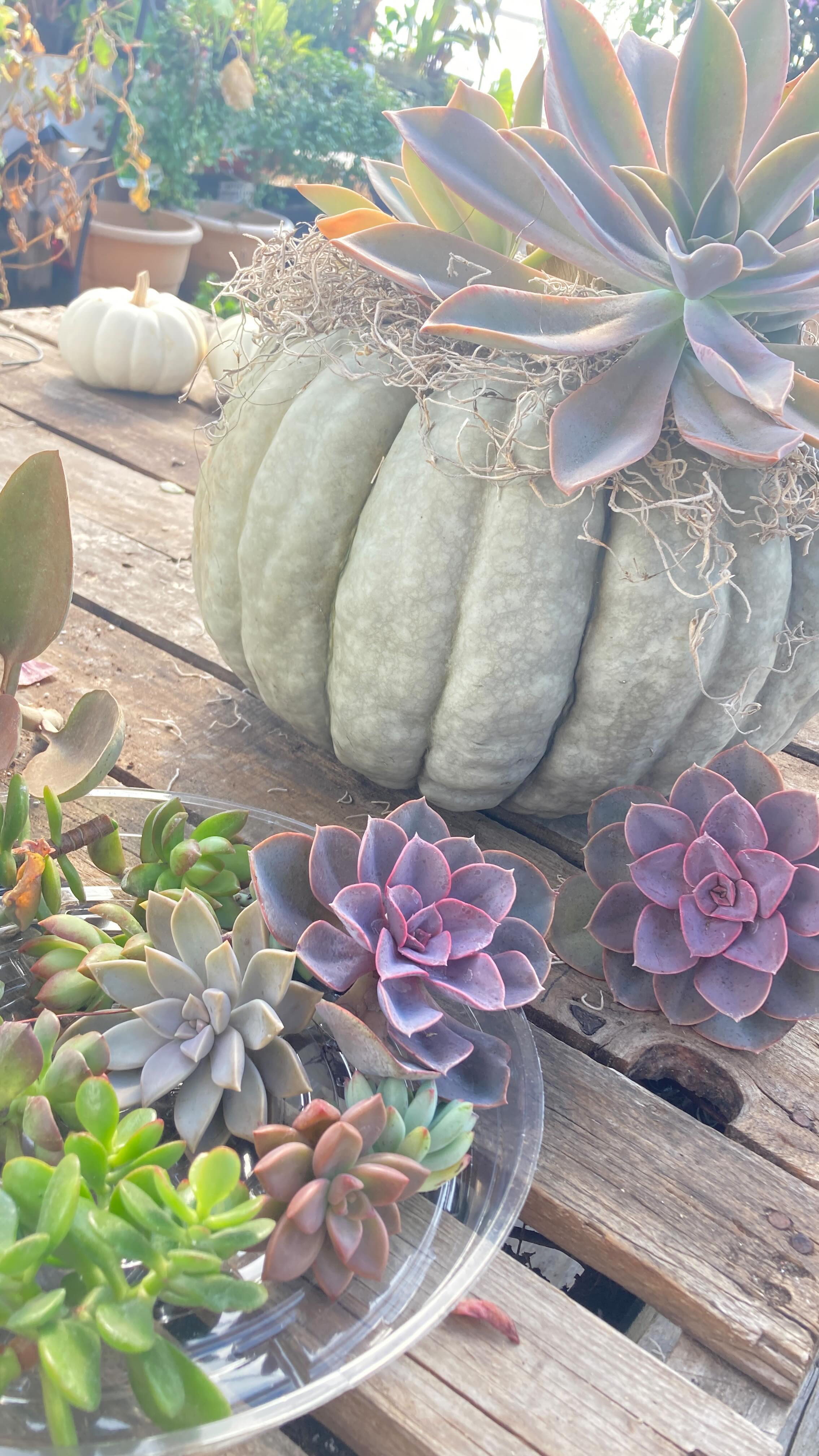 The greenhouse in October is perfection!
#roundtreefarmgreenhouse #october #greenhouselife #succulents #plants