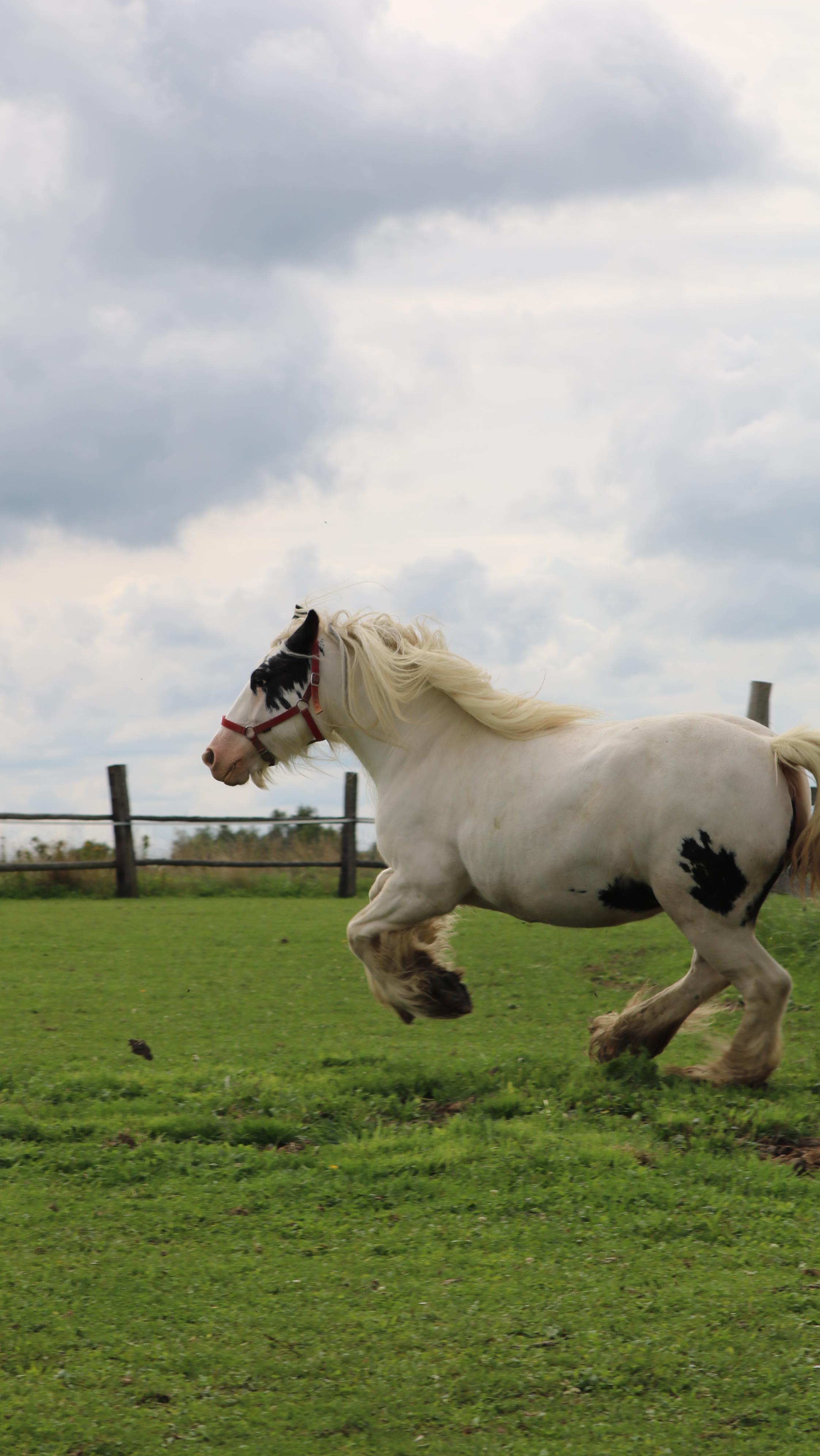 Momenty 💚😜
#nabelidle43 #ondastatek #horse #horses #cow #cat #hen #irishcob #cattledog #farm #statek #nastatku