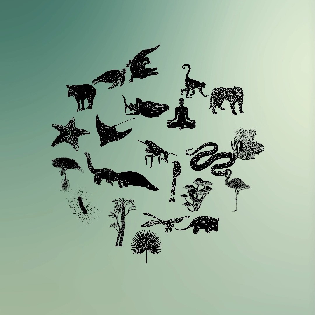 Hypha logo animation