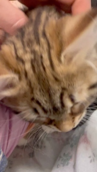 Update: both Liet and Alia are reserved!Very sweet gorgeous (chunky 🤭) girls 🥰 they are likely to be low allergen
#siberiancat
#siberiankitten
#hypoallergenicsiberiankitten
#hypoallergeniccat