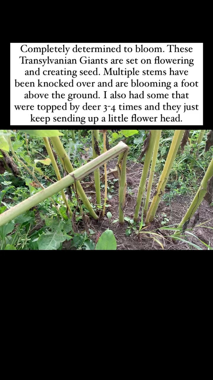#TransylvanianGiant #sunflowers keep trying to push out #flower heads.
#blooms #waabigwan #seedkeeping #seedfarm #seeds #smallfarm