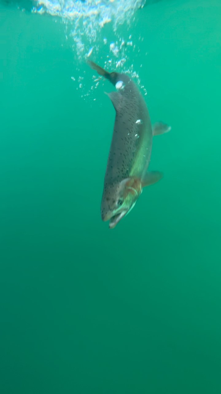A healthy release on another Trophy Rainbow 🌈
•At Optimal Angling Co. we pride ourselves on our catch and release efforts as well as our proper fish handling skills. We are doing our part at conservative practices to keep our fishery as special as it is today for many years to come.
Drop us a line today to make your fishing dreams become a reality
• DM or visit www.Optimalanglingco.com for more info!
#rapsnap #bigfish #rainbowtrout #letemgoletemgrow #chonk #trophytroutguide