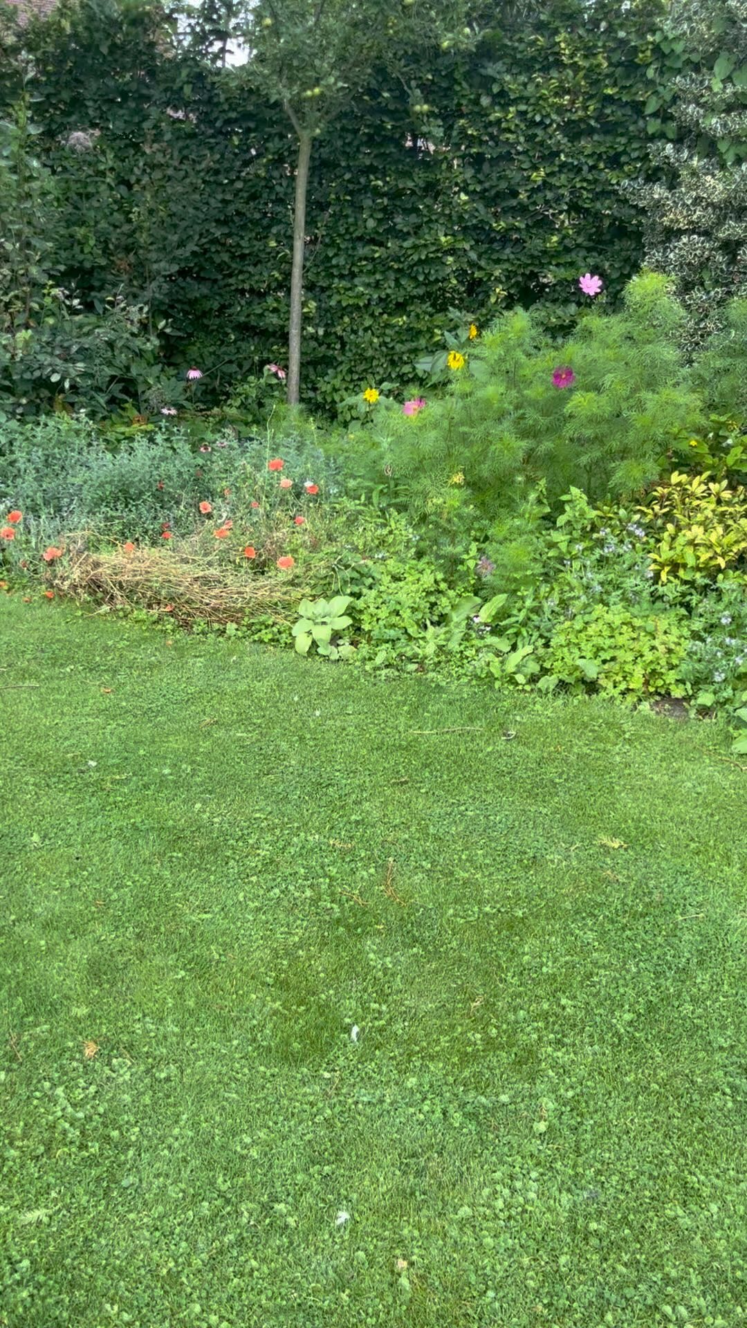 Wauw een cadeautje vandaag. Voor het eerst een Koninginnepage in onze tuin gezien ππΌπ¦