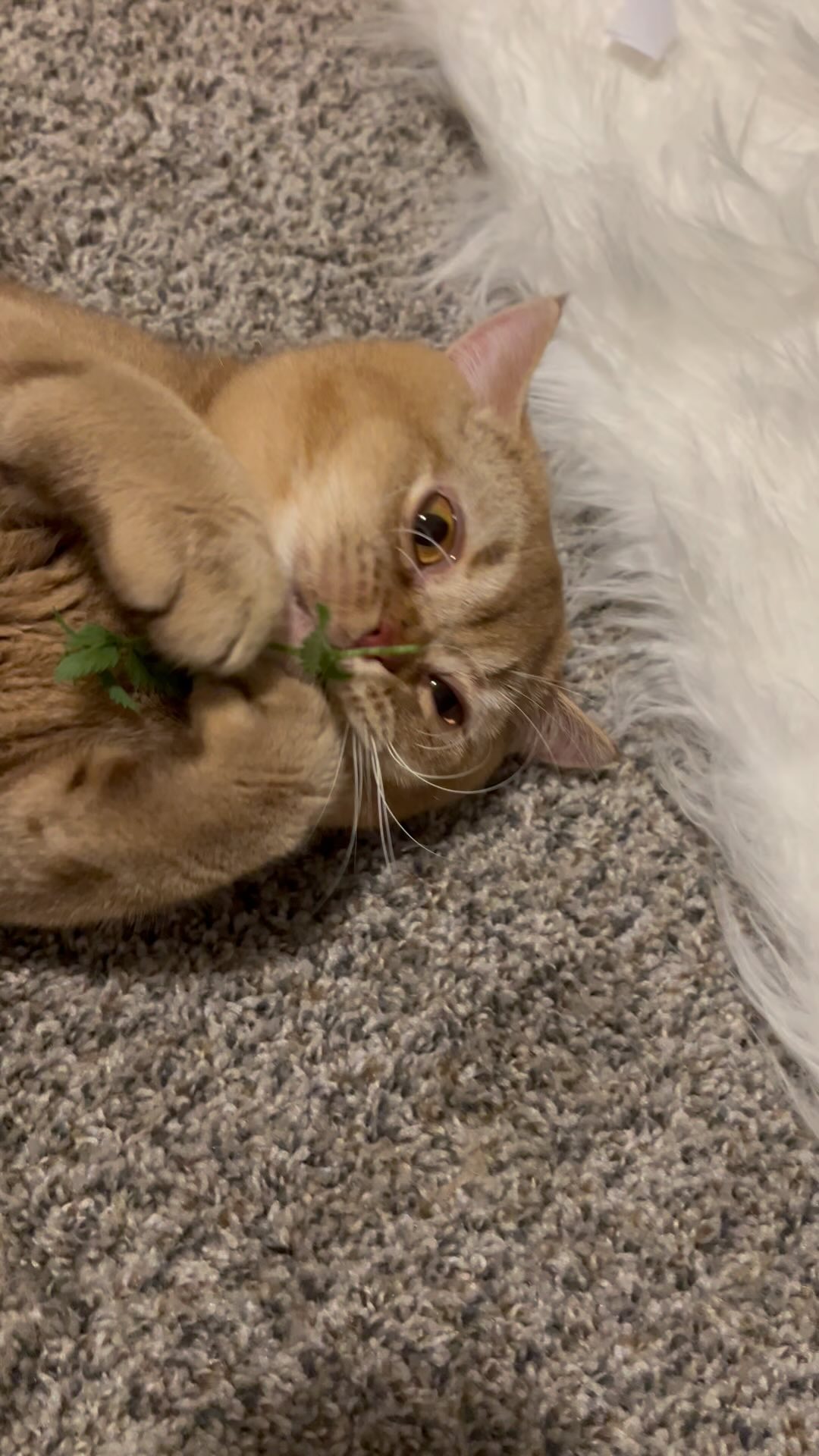 Weird cat 🤣
#catnip #weirdcat #britishshorthaircat #britishshorthair #bsh #cinnamoncat #orangecat #boycat #purebredcat #kitten #kittens #catniphigh