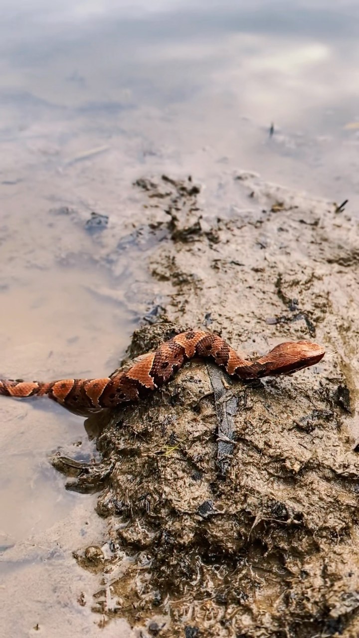 🧘♀️ Nature therapy brought to you by Lo-fi snakes 🐍 #outdoors #laugh #funny #nature #naturelovers #wildanimals #wild #wildlife #science #homeschool #biology #animalsofinstagram #wildfernmedia #meditate #meditatewithme #meditatedaily #zen #chill #vibing #vibewithus #vibewithme #lofi #lofisnakes #snakes #snake #reptile #venomous