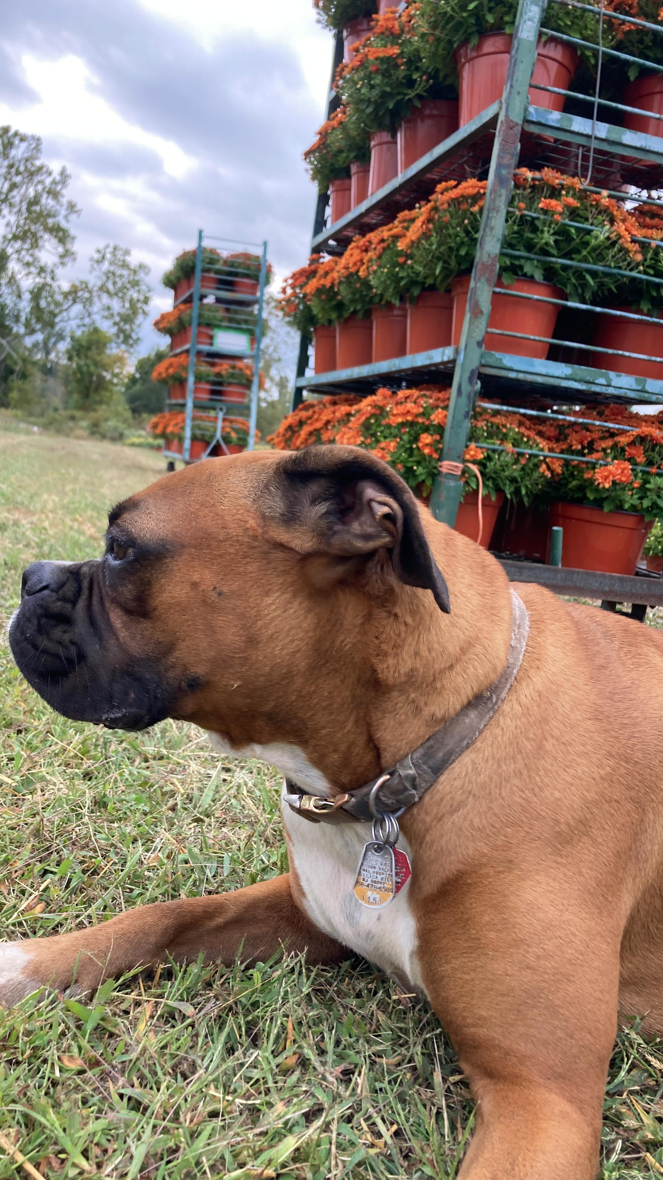 When the weather’s this beautiful zoomies just happen.
#roundtreefarmgreenhouse #october #chrysanthemums #zoomies #boxerdog