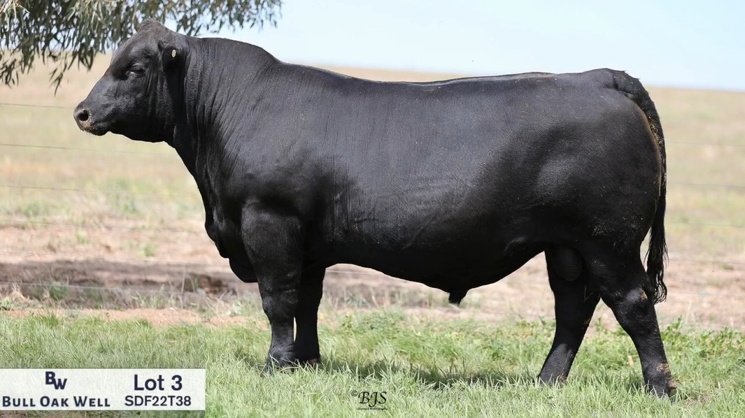 Lot 3-SDF22T38. Another Landfall Mainland Q494 son that is turning heads and what's not to like about him! A long, deep bull with a great hindquarter and a heap of appeal as well as a set of EBV's you can't sneeze at. We had that much confidence in him that we used him to back up our heifers and are looking forward to seeing his calves later this year. Bw +2.5 out to +120 for 600. +9.2 EMA and +2.1 IMF
@spencedixandco @pphs_stockagents @angusaustralia @auctionsplus @landfallangus
