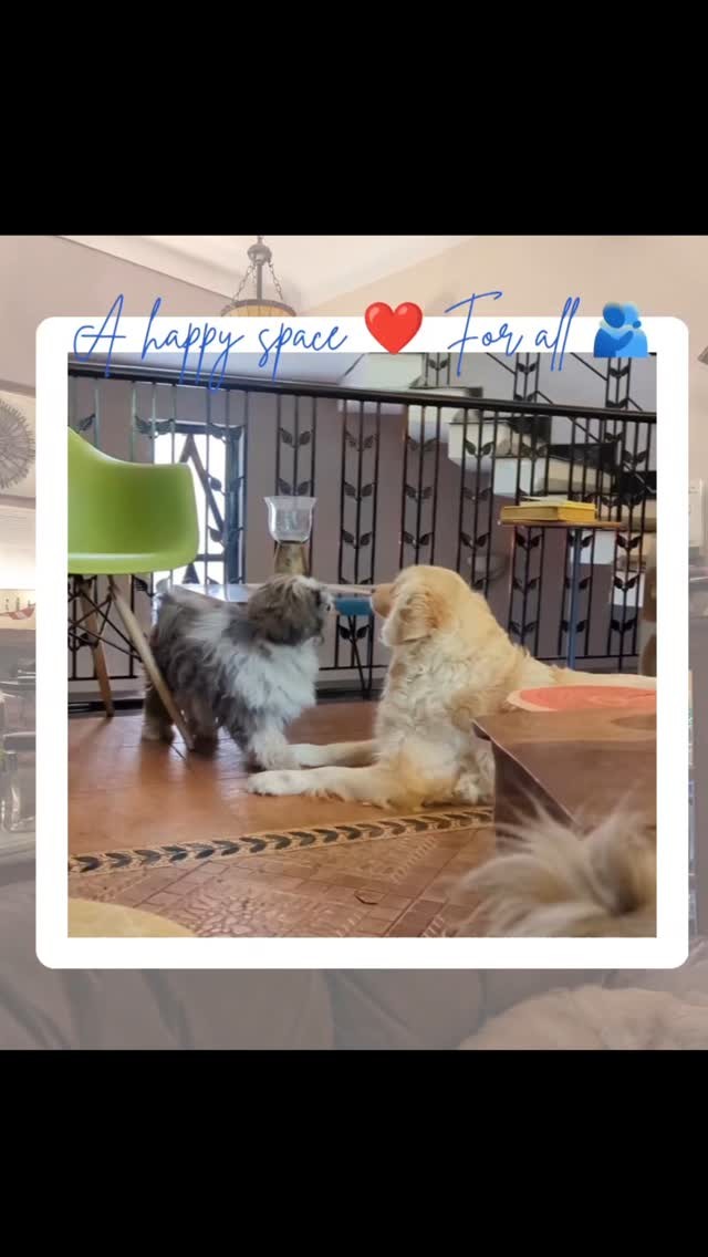 A happy space! For all β€οΈπ«
#micasa #micasasucasa #banter #hiddengem #puppylove