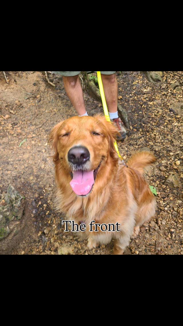 Stella is back at it! #rvdog #trails #dog #doglover #doglife #campinglife #sillydog