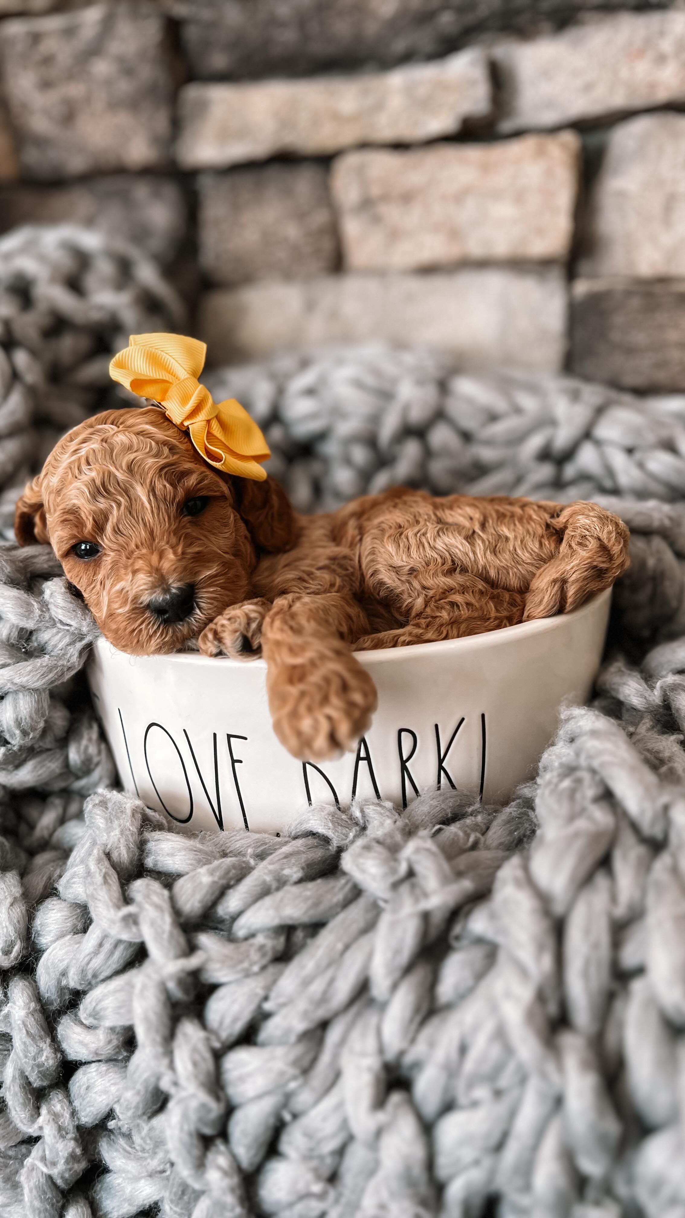 Just the girls 🩷
Our Harry Potter litter turned 3 weeks old last week.
This week we began gentle handling exercises daily with each puppy. We have also conducted brief, loud noise exposure each day, teaching how to drink from a water bowl and introducing a new whelping box novelty item daily. They have began wrestling with one another (and mom). Puppies are doing exceptionally well going in the designated potty area.
We do have a few puppies available from this litter.
If interested, send me a DM or comment below and I will send you our application.
.
.
.
.
.
.
#goldendoodle #goldendoodlepuppies #puppy #minigoldendoodle #californiagoldendoodles #minigoldendoodlepuppy #goldendoodlesofinstagram