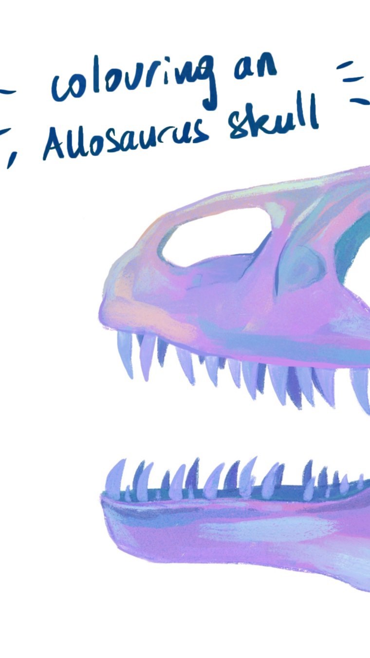 Allosaurus skull 🦖
I really enjoyed this illustration, I am thinking about making more skulls using gouache since I wanna do a bit more traditional in the next months 🎨
If interested, the first one is printed and available in my shop (closed for now but it will reopen in August ☺️).
__________________________________
Made with @procreate
__________________________________
#jurassicart #DinosaurIllustration #allosaurus #allosaurusskull #dinosaur #dinosaurart #paleoart #paleoartist #jurassic #jurassicpark #scienceillustration #scienceillustrator #dinosaurskull #thewomenwhodraw #illustratricefrancaise #kidillustration #procreateillustration #procreateartwork #mnhn #naturalhistory #naturalhistoryillustration #museumofnaturalhistory #etsyfrance #PrehistoricArt #scicomm