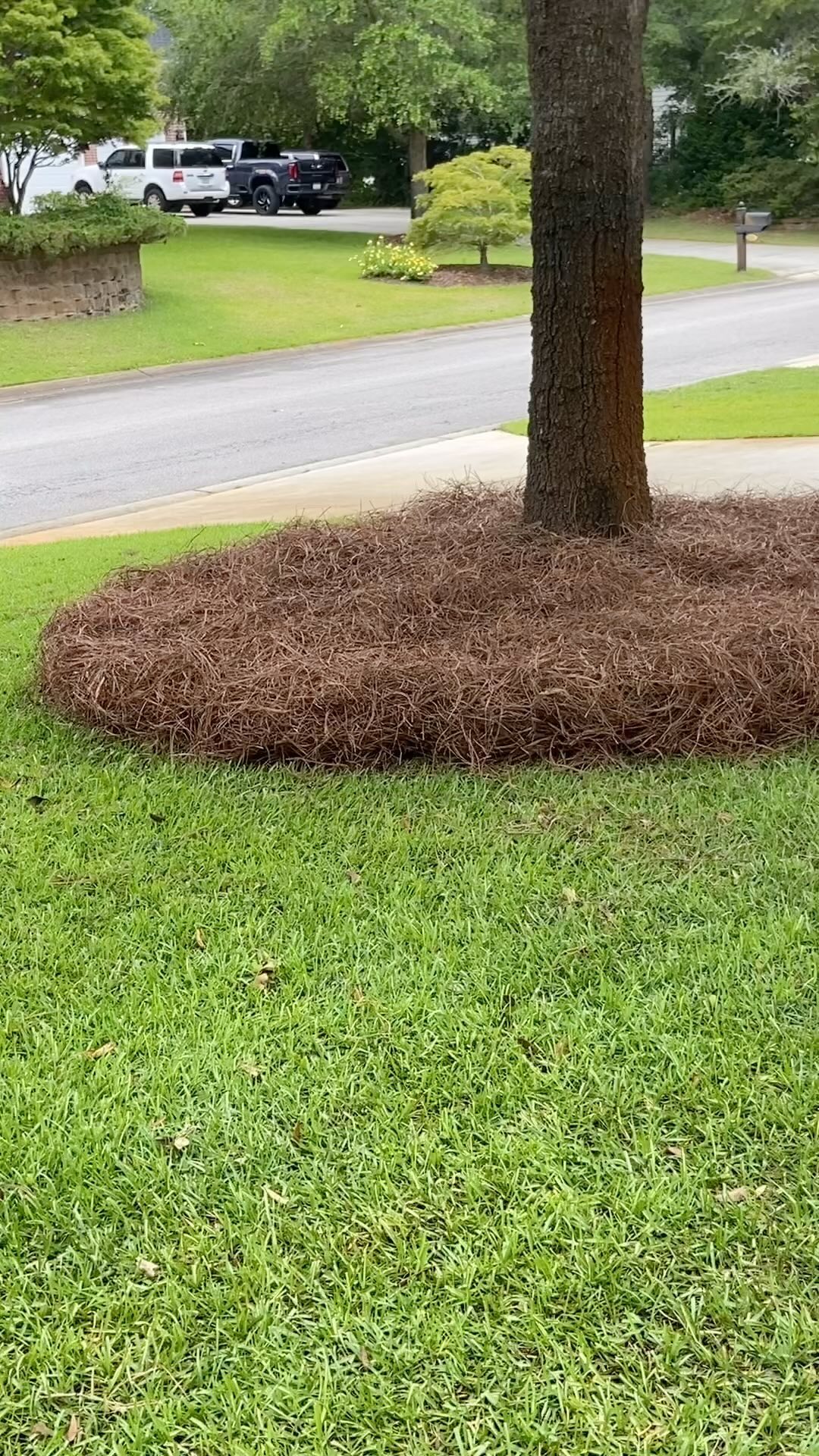 Slingin straw!
#wilmington #leland #castlehayne #landfall #wrightsvillebeach #downtownwilmington #portersneck #carolinabeach #ogden #monkeyjunction #rubbermulch #mulch #chocolatemulch #lawncare #lawnmaintenance #pruning #sod #ilm #portcity #landscaping #landscapes #Wilmingtonnc #commercial #residential