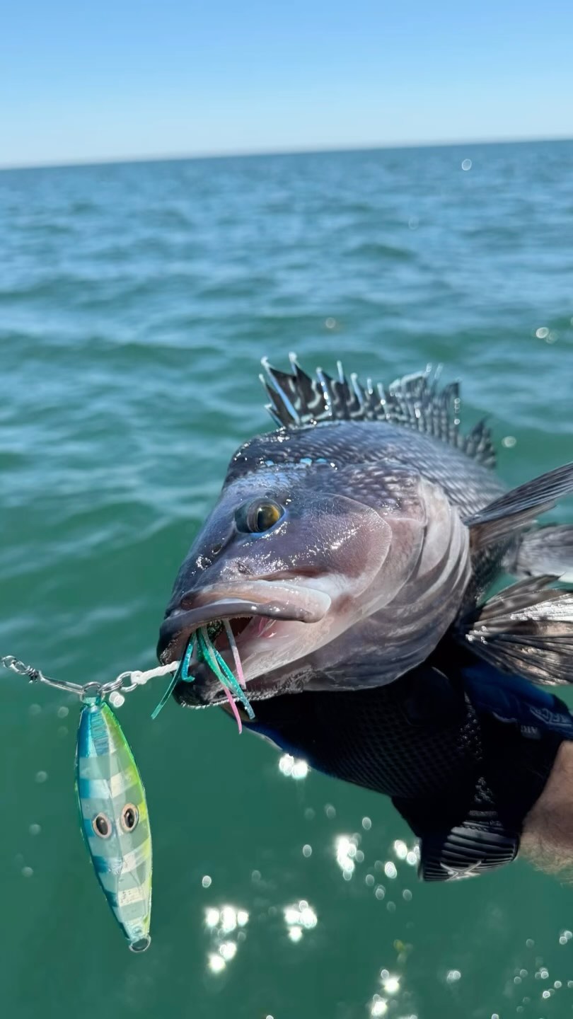 Sea Bass on a jig is great fun. ‘Hard Shell’ Slow Fall jigs give you that enticing flutter on the way down with a solid hand tied squid skirted assist hook. The assist hook connection gives you a feel of every strike, head shake, and pull by the fish. #myfishingcapecod #blackseabassfishing #capecodfishing #downeastboatforum #nantucketfishing #harwichsportbaitandtackle #sportsportoldsalt @sportsportoldsalt