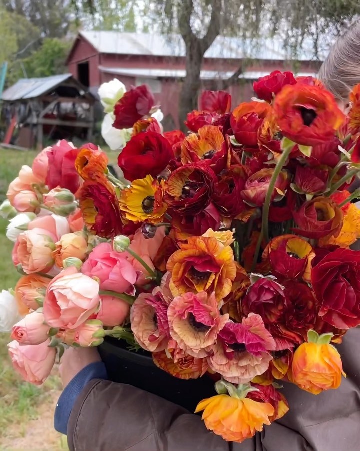 Until next year, ranunculus. ✌️