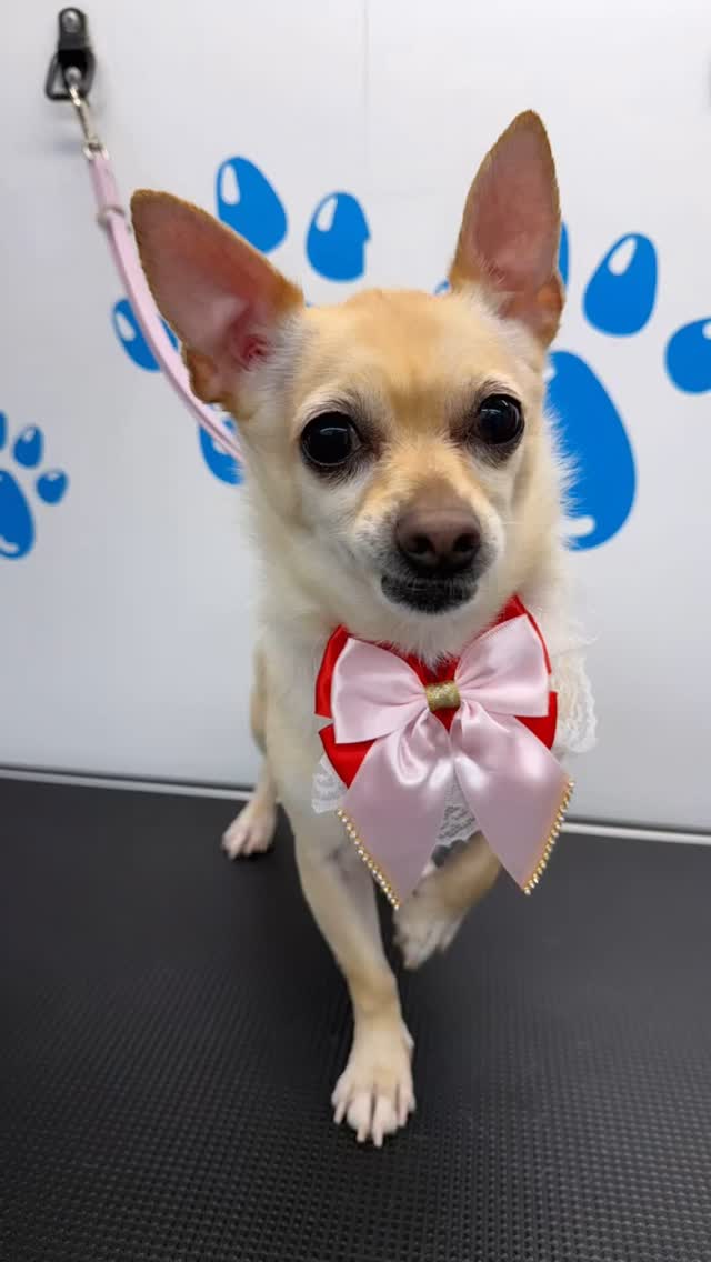 Chihuahua appreciation post! ๐๐ Whenever I see one I think of the movie โBeverly Hills Chihuahuaโ ๐ Such a cute and funny movie! ๐พ๐
#818valley #sanfernandovalleydogs #lovedogs #doggrooming #fluffypawsgrooming #sanfernandovalley #cutedogs #grooming #womeninbusiness #818 #mobiledoggrooming #chihuahua #chihuahualife #chihuahualove #chihuahualover