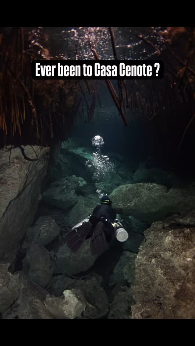 Have you ever been diving at Casa Cenote ? The Cenote that connects the longest underground flooded cave system in the world out to the ocean. Suitable for all levels of diver, from the uncertified want to try diving all the way to Full Cave Divers and everything in-between,this place has something for you to enjoy.Get in contact for details.
#tulumdiving #sidemountdiving #cavediving #tdisdi #padi #cavetraining #scuba #sdi #ssi
