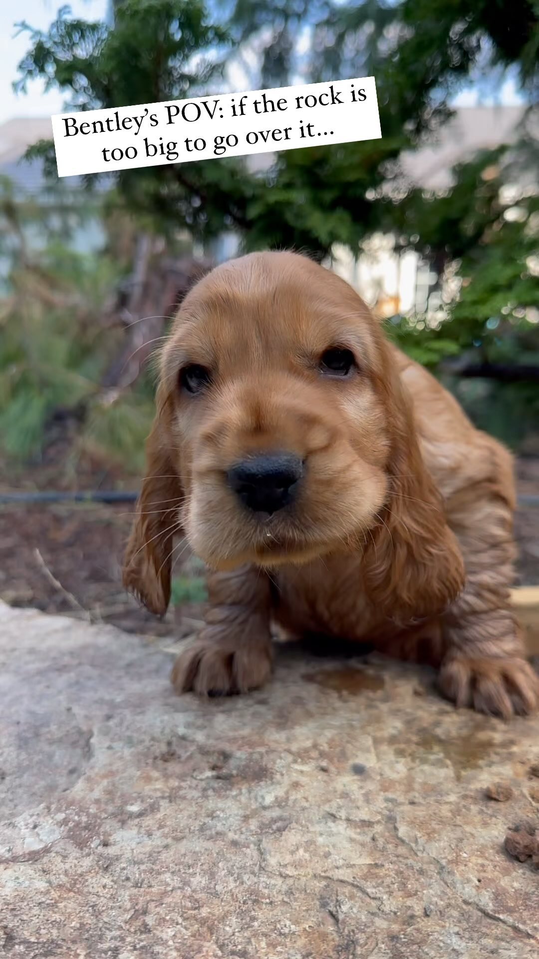 Puppies are a little over 6 weeks old and growing like weeds! They are soooo chunky 😋 I have one little girl still available, the chunkiest of all, more coming soon 🥰
#englishcockerspaniel
#englishcockerpuppies
#englishcocker
#cutepuppies
#cutebitch
#cockerlovers