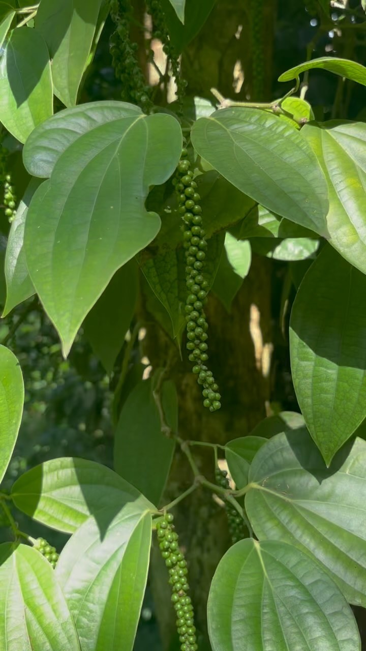 The #pepper crop is looking amazing this year! The vines are so much bigger and the flavour is already #wow!
#sun #rain #spice #grow