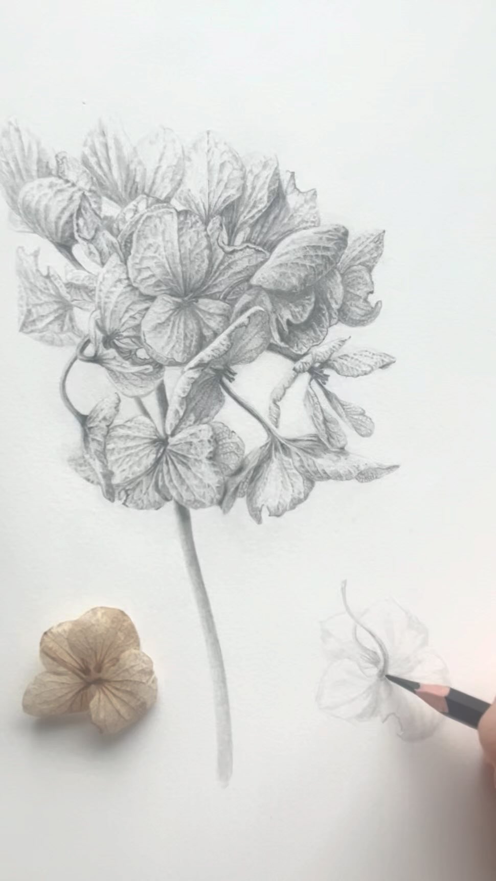 Tread softly because you tread on my dreams 🤍
An hour spent drawing this fragile hydrangea flower in the weak early Spring sunlight.
#fabercastell pencils 2H >> H >> HB #fabercastellpittgraphitematt >> 2B >> H
#graphite #graphitedrawing #botanicaldrawing #artistsoninstagram #artoftheday #reelart #surreyartist #haslemereartsociety #realismart #realismdrawing #pencildrawing #hydrangeas #flowerdrawings #fragile