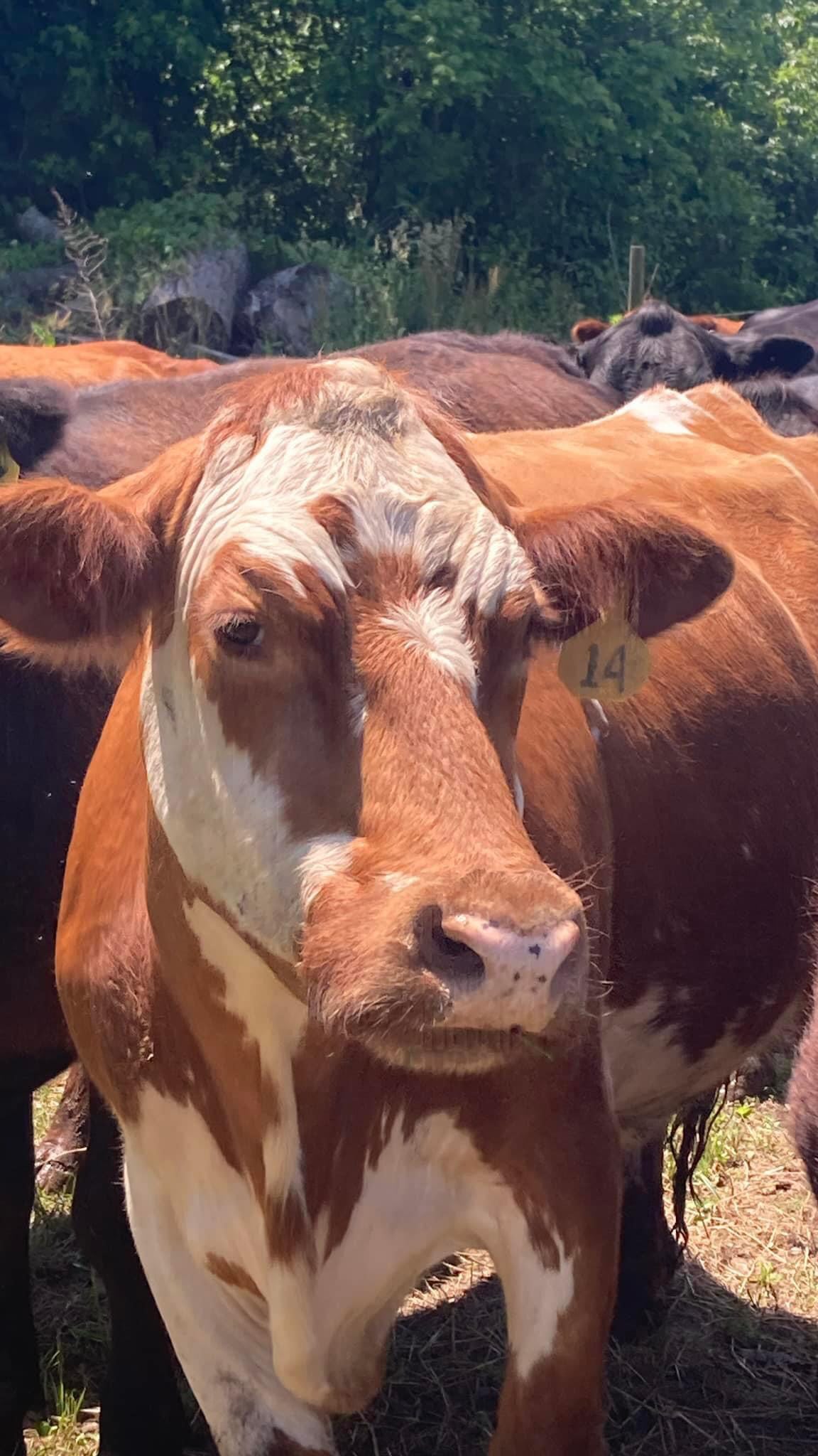 This girl has goals!
#goingviral #roundtreefarmgreenhouse #cows #cowsofinstagram #farmlife