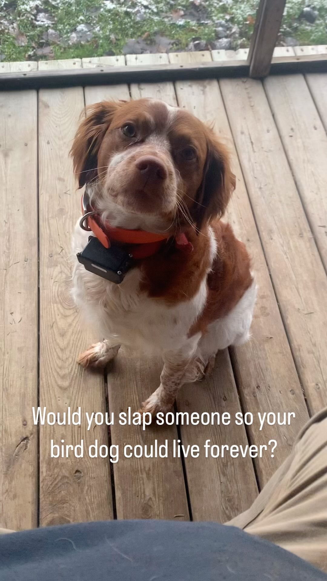 Wish they could all live forever ❤️
#birddog #upland #waterfowl #hunt