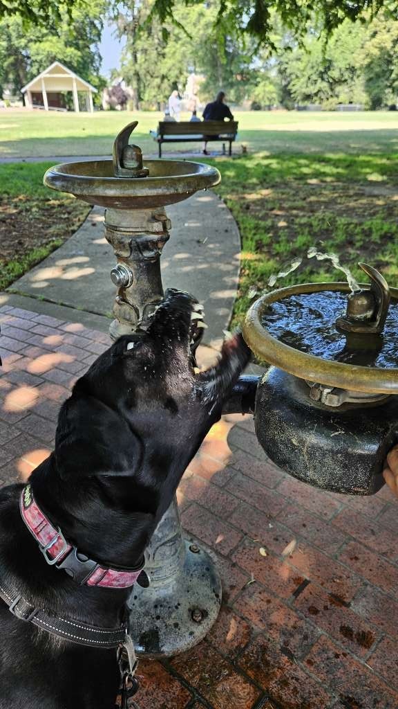 🐾 Happy National Dog Day! 🐾
Today is all about celebrating our loyal and loving dogs. Whether they’re making us smile, joining us on adventures, or just being our best friends, they deserve extra love today!
Share a photo of your pup and tag us—we’d love to see them! 📸🐶
#nationaldogday #puddletownhounds #doglove