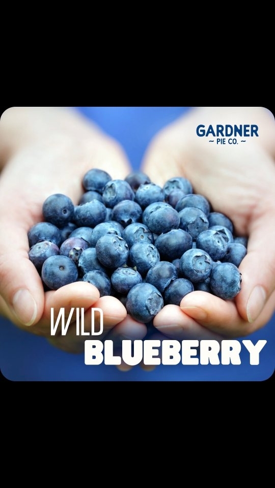 Wanna know some ✨️fun facts✨️ about the blueberries in our pie?! Keep reading!
🫐 What is the difference between wild blueberries and regular blueberries?
Since wild blueberries can't be grown from seed, you're not likely to find a fresh carton at the grocery store (unless you live in Maine and it's the middle of July). In terms of taste, prized wild berries are much sweeter, less watery, and more concentrated in flavor than the standard supermarket variety.
🫐 What is special about Maine blueberries?
Blueberries are best when they're wild in Maine! It is clear why Maine's blueberries are so popular—they have a more intense flavor than cultivated berries and are one of the best health foods you can eat. They are packed with fiber, minerals and antioxidants.
🫐 The health benefits to eating blueberries?
You may have lower blood pressure and cholesterol. Here's why:
A 2023 study in The American Journal of Clinical Nutrition showed that when participants ate the equivalent of about 3/4 cup of blueberries a day, their blood pressure lowered.
#gardnerpie #blueberrypie #wildblueberries #fyp